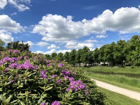 Perspectief met rhododendrons