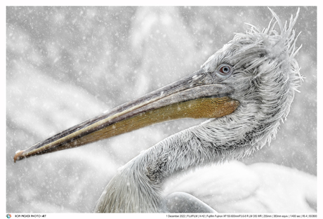 Winter is coming, snow flocks on a Dalmatian Pelican