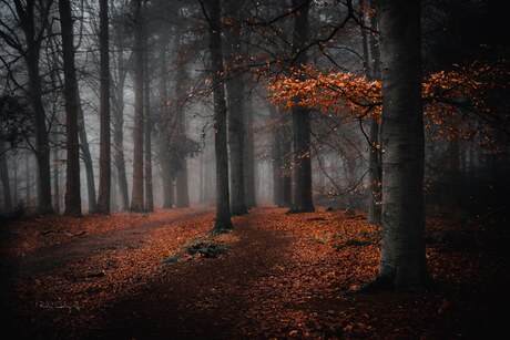 Moody magic forest