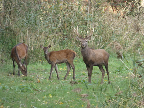 edelhert met hindes