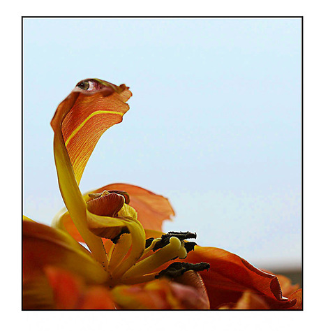 een mooie bloem................................