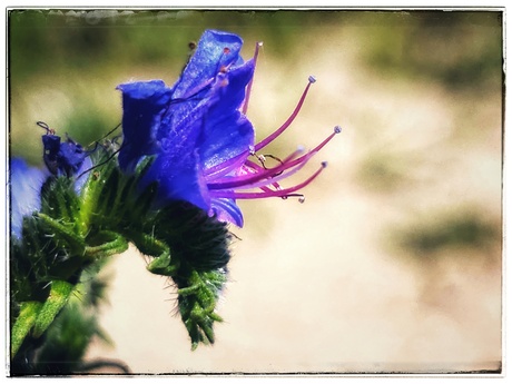 Echium vulgare