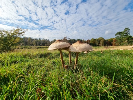 Paddenstoelen 