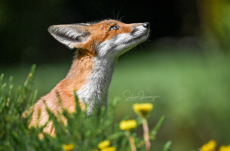 Sweet Fox 🧡