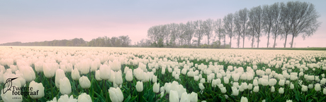 Witte tulpen