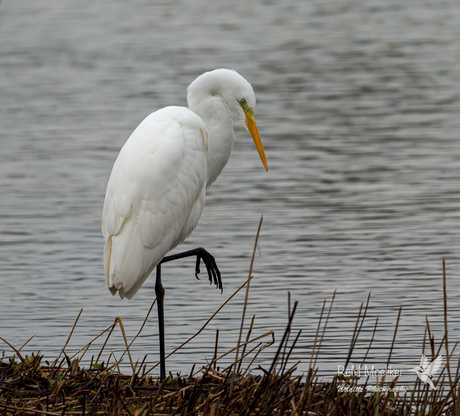 De grote zilverreiger.