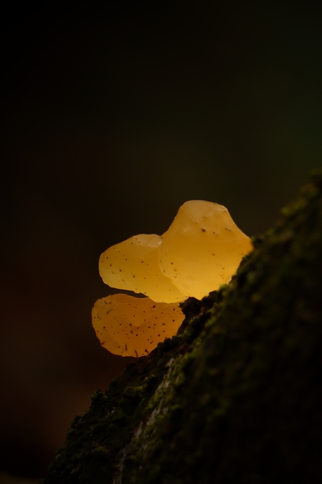 Gele Trilzwam klein.