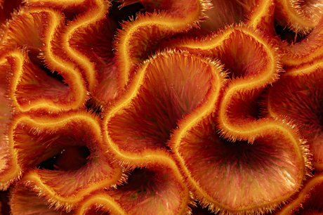 Macro