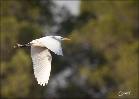 Koereiger