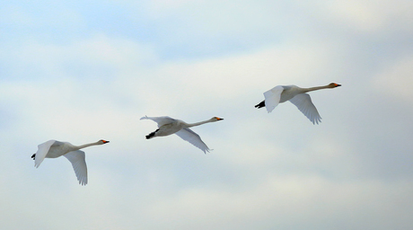 Whoopers