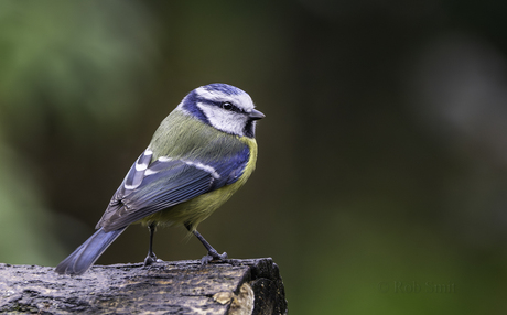 Alledaagse schoonheid