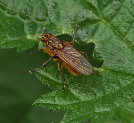 Strontvlieg op brandnetel.