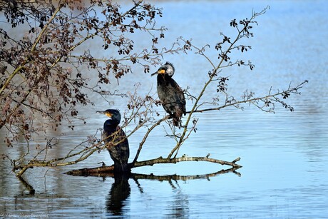 Cormorants in Blue