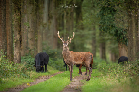 Edelhert op het pad