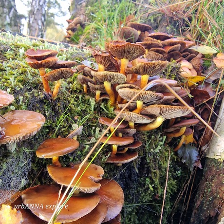 Paddenstoelen