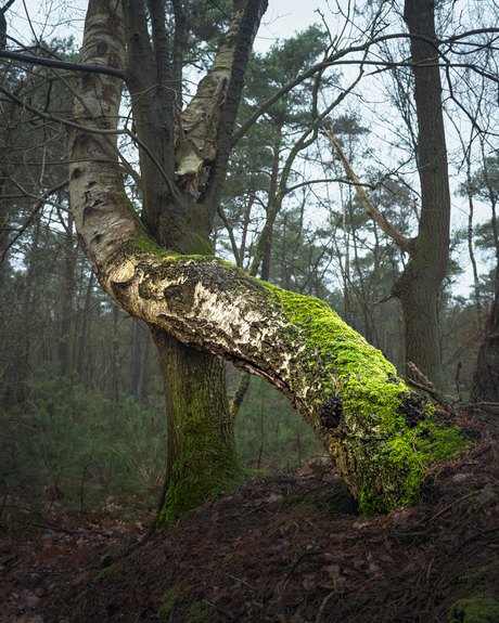 Liefdevolle omhelzing 2