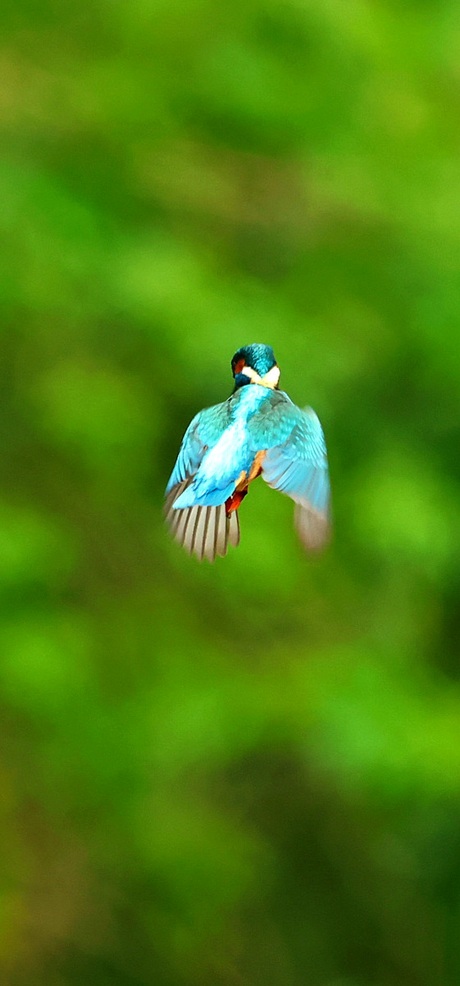 Ijsvogel