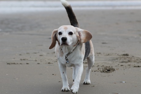 Lua de Beagle