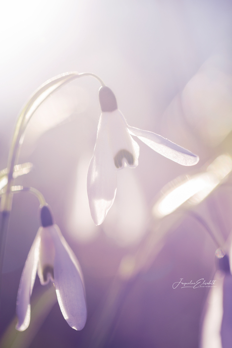 The first smile of spring ...