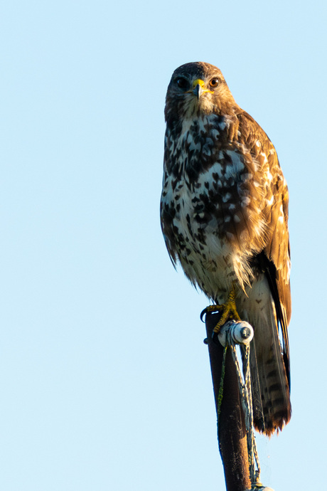 Buizerd wachtend op zijn ontbijt 