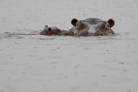 In de stromende regen 