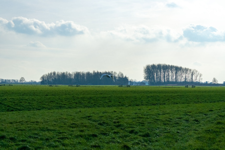 Zien jullie de vogel?