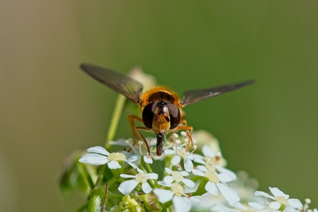 Oog in oog met de zwever