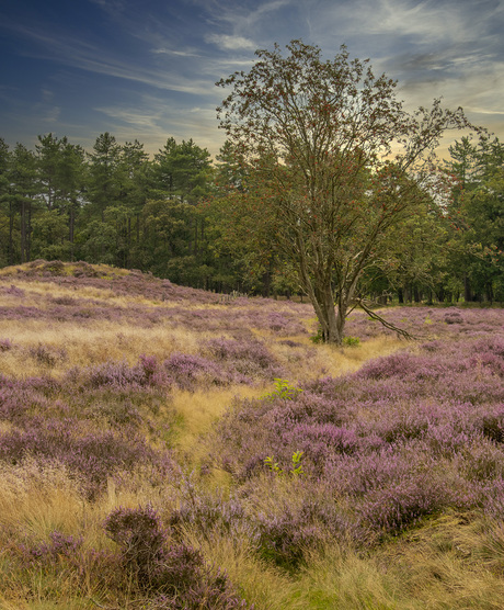 Bloeiende heide in Nederland