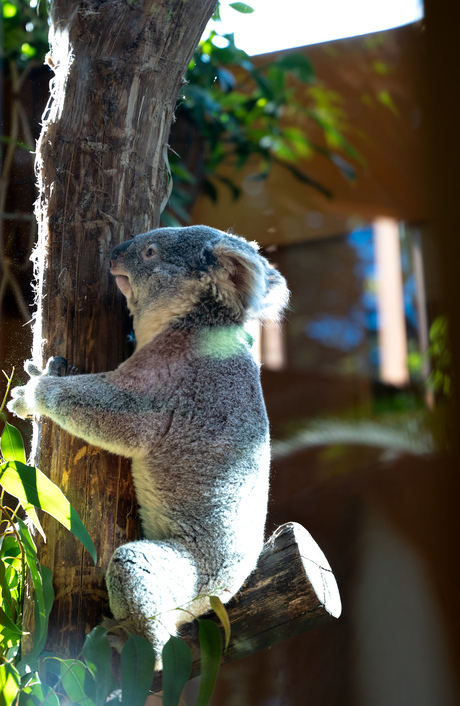 Koala