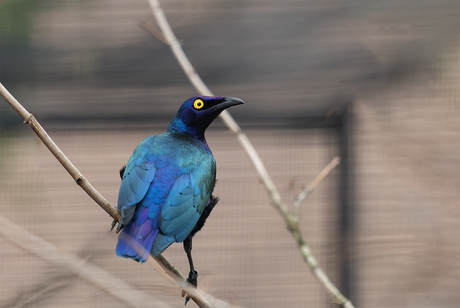 Blauwoorglansspreeuw