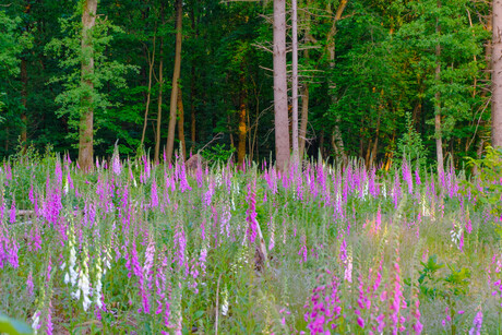veld met vingerhoedskruid 