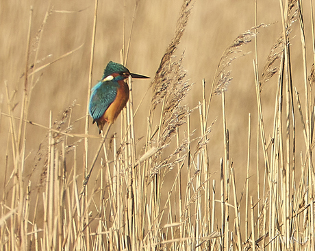 ijsvogeltje