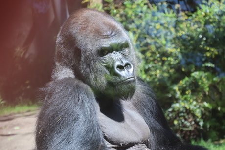 Gorilla