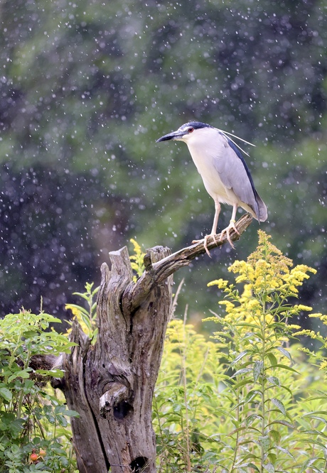 Kwak in de regen. 