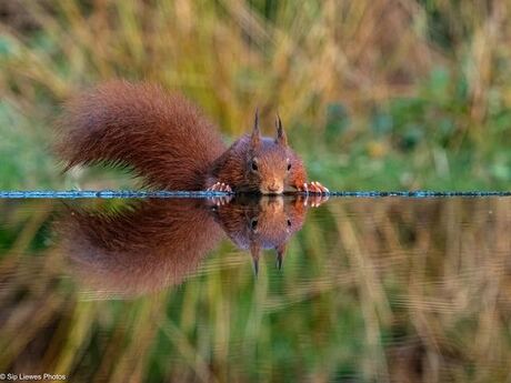Reflectie