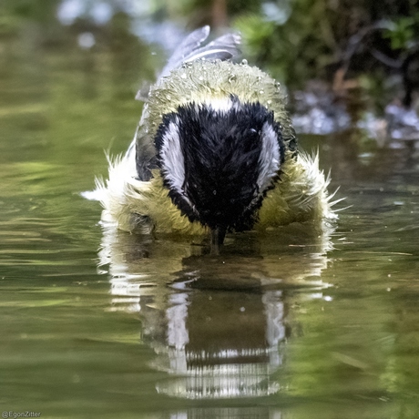 geen wesp maar koolmees