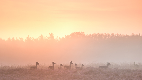 Damherten in de mist 