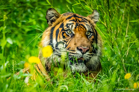 Vandaag is het Dag van de Tijger;