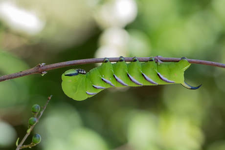 rups ligusterpijlstaart