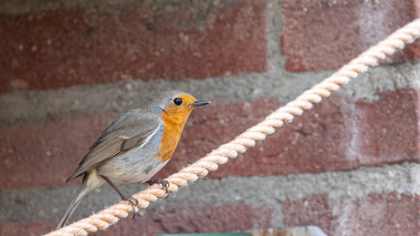 Roodborst