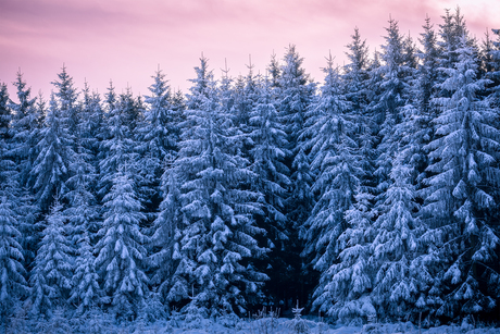 Zonsopkomst boven de bevroren bomen