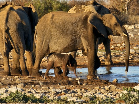 Kennismaking met jong olifantje