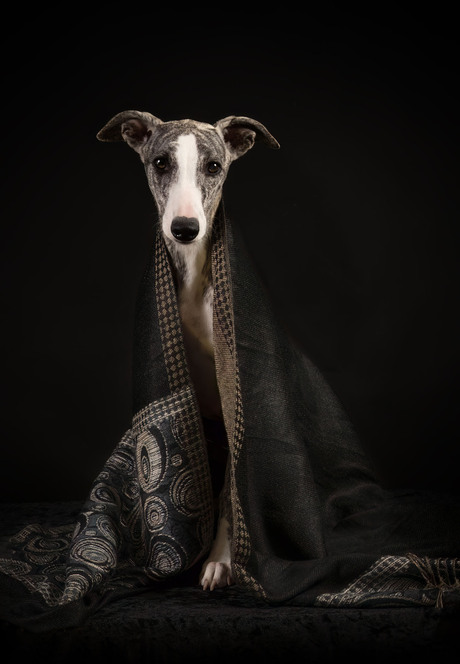 Whippet Lotus