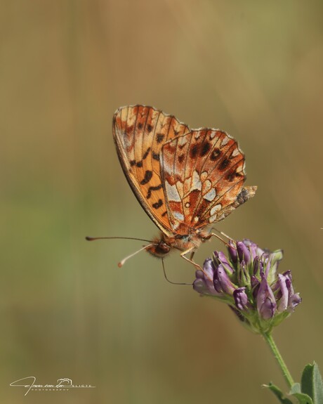 Paarse parelmoervlinder / Boloria dia / Violet Fritillary