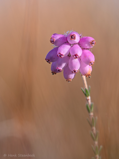 Nog bloeiende dopheide