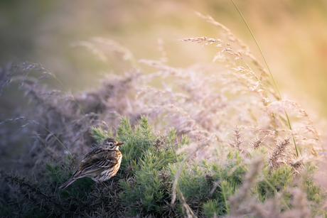 Sprookjesachtige Graspieper