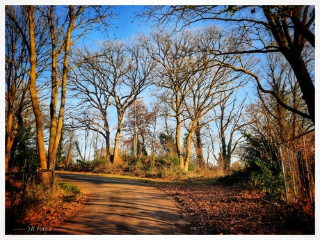Bladerloos in het zonnetje 