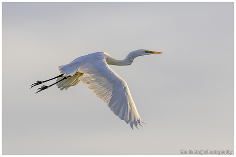 Grote zilverreiger