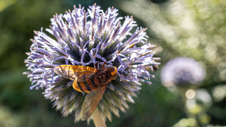 Bloemetjes en bijtjes