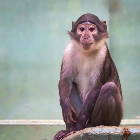 Witkruinmangabey
